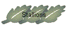 Stallions